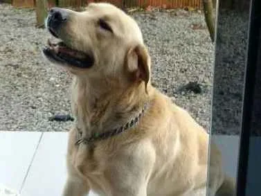 Cachorro ra a Labrador idade 3 anos nome Flarfy