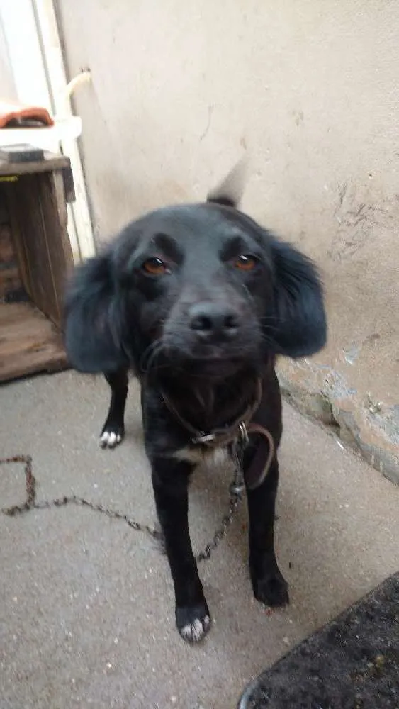 Cachorro ra a Sem raça definida idade 1 ano nome Belinha