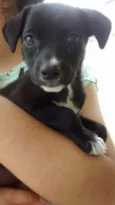 Pretinha