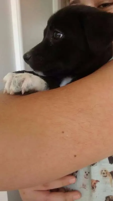 Cachorro ra a SRD idade Abaixo de 2 meses nome Pretinha