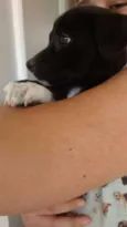 Pretinha
