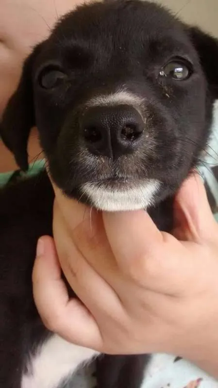 Cachorro ra a SRD idade Abaixo de 2 meses nome Pretinha