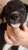 Pretinha