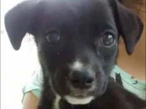 Cachorro raça SRD idade Abaixo de 2 meses nome Pretinha