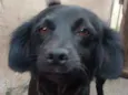 Belinha