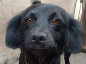 Cachorro raça Sem raça definida idade 1 ano nome Belinha