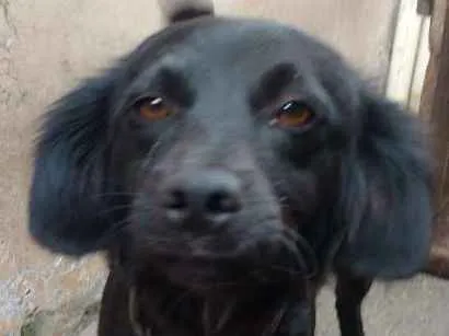 Cachorro ra a Sem raça definida idade 1 ano nome Belinha