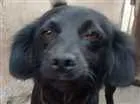 Cachorro raça Sem raça definida idade 1 ano nome Belinha
