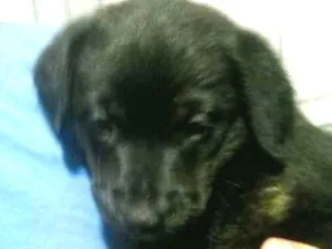 Cachorro raça vira lata  idade Abaixo de 2 meses nome Amora