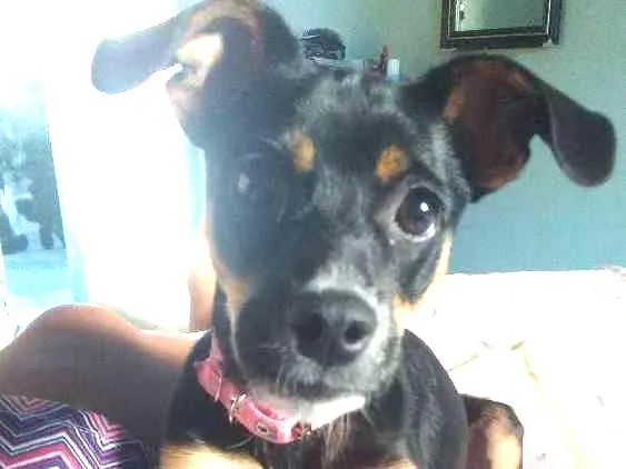 Cachorro ra a  idade 1 ano nome July