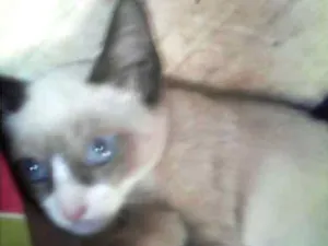 Gato raça Siamês idade 2 a 6 meses nome Lisa