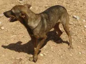 Cachorro raça Vira lata idade 1 ano nome Sem nome
