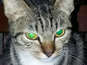 Gato raça SRD idade 7 a 11 meses nome Whoopi
