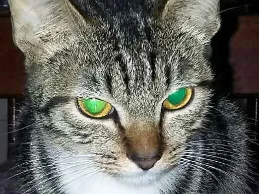Gato ra a SRD idade 7 a 11 meses nome Whoopi