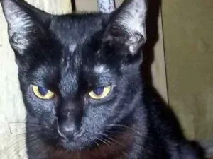 Gato raça SRD idade 7 a 11 meses nome Simão