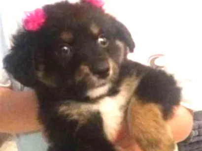 Cachorro raça SRD idade 2 a 6 meses nome Filó