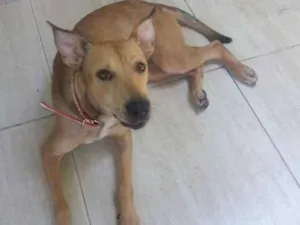 Cachorro raça SDR idade 2 anos nome Paçoca
