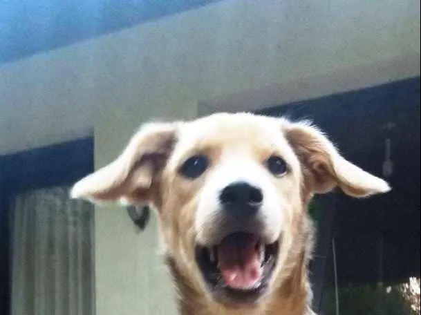 Cachorro ra a SRD idade 2 a 6 meses nome Barack