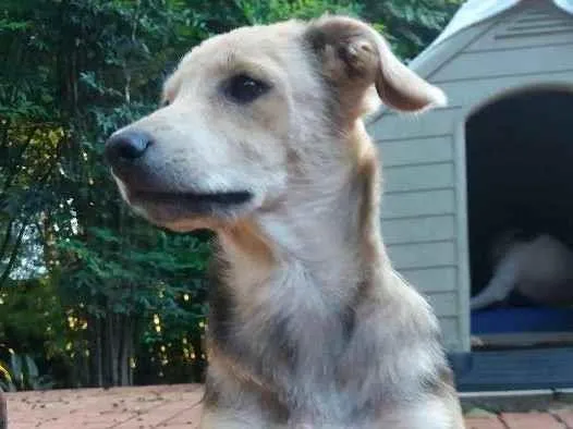 Cachorro ra a SRD idade 2 a 6 meses nome Barack
