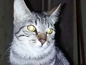 Gato raça SRD idade 7 a 11 meses nome Nobel