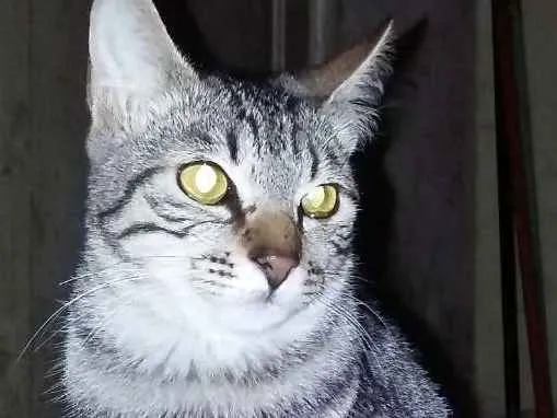 Gato ra a SRD idade 7 a 11 meses nome Nobel