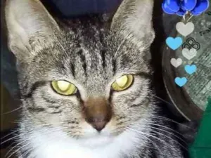 Gato raça SRD idade 7 a 11 meses nome Mike