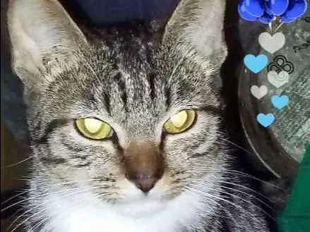 Gato ra a SRD idade 7 a 11 meses nome Mike
