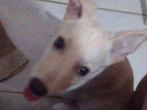 Cachorro raça Não definida idade 2 a 6 meses nome Marley