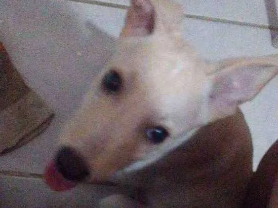 Cachorro ra a Não definida idade 2 a 6 meses nome Marley
