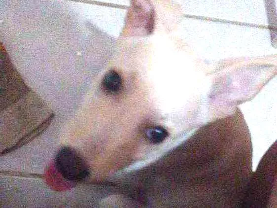 Cachorro ra a Não definida idade 2 a 6 meses nome Marley