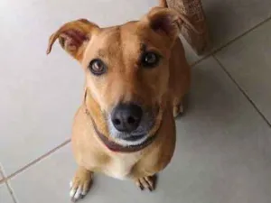 Cachorro raça SRD idade 4 anos nome Toquinho