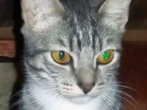 Gato raça SRD idade 7 a 11 meses nome George