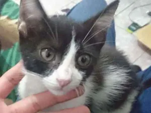 Gato raça srd idade 2 a 6 meses nome Clara/Argus/Nina