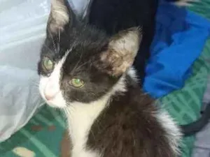 Gato raça SRD idade 2 a 6 meses nome clara
