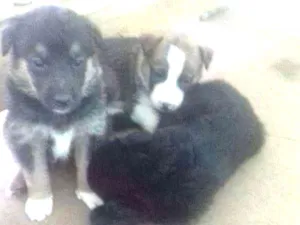 Cachorro raça Mix idade Abaixo de 2 meses nome Filhotes