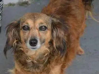 Cachorro ra a SRD idade 6 ou mais anos nome Lilli