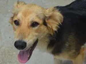 Cachorro raça srd idade 7 a 11 meses nome Tatá