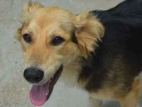 Cachorro ra a srd idade 7 a 11 meses nome Tatá