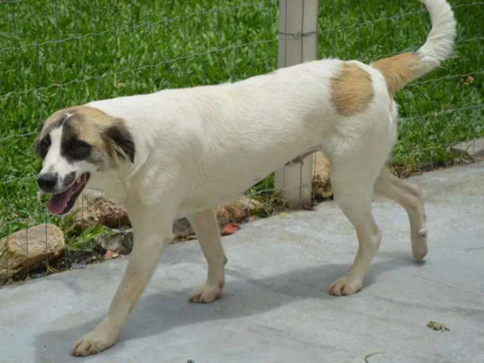 Cachorro ra a SRD idade 7 a 11 meses nome Cloe