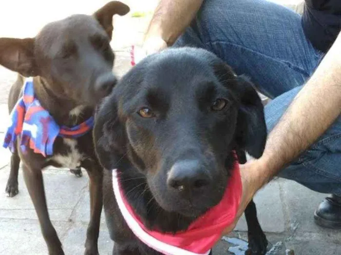 Cachorro ra a Sem raça definida idade 1 ano nome A escolher