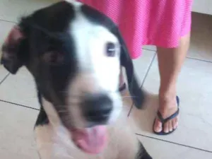 Cachorro raça Vira lata descendente de labra idade 2 a 6 meses nome Milka