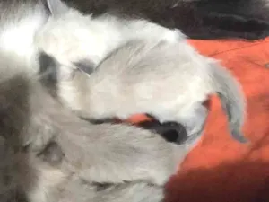 Gato raça  idade Abaixo de 2 meses nome Sem nomes