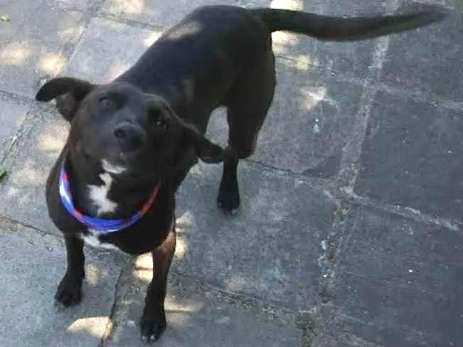 Cachorro ra a sem raça definida idade 3 anos nome A escolher