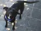 Cachorro raça sem raça definida idade 3 anos nome A escolher
