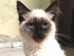 Gato raça  idade 2 a 6 meses nome Sem nome