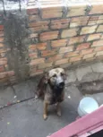 Meg