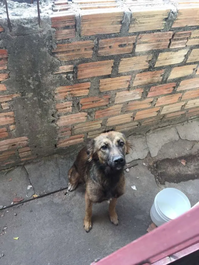 Cachorro ra a Não sei, pois era de rua idade 1 ano nome Meg