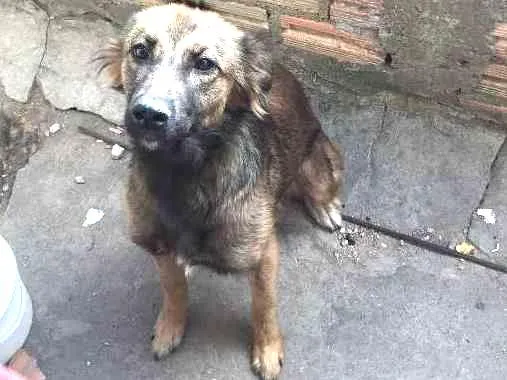 Cachorro ra a Não sei, pois era de rua idade 1 ano nome Meg