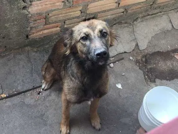 Cachorro ra a Não sei, pois era de rua idade 1 ano nome Meg