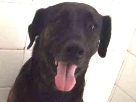 Cachorro ra a Labrador com boxer idade 5 anos nome Lisa